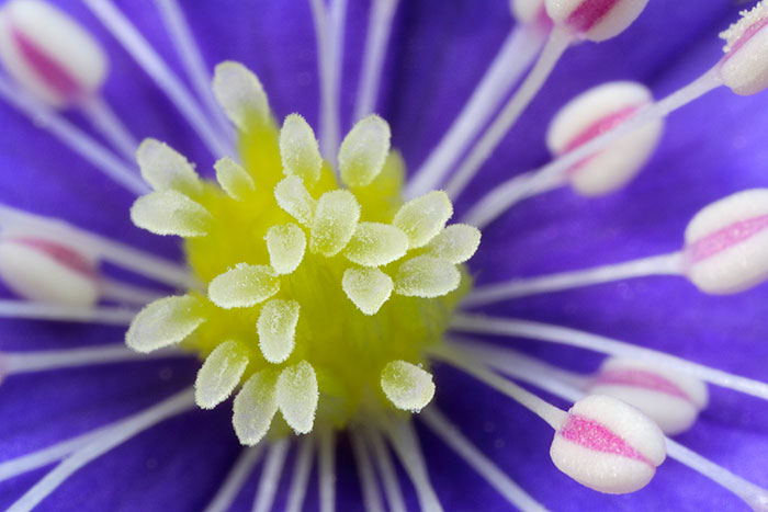 Hepatica nobilis in Estonia