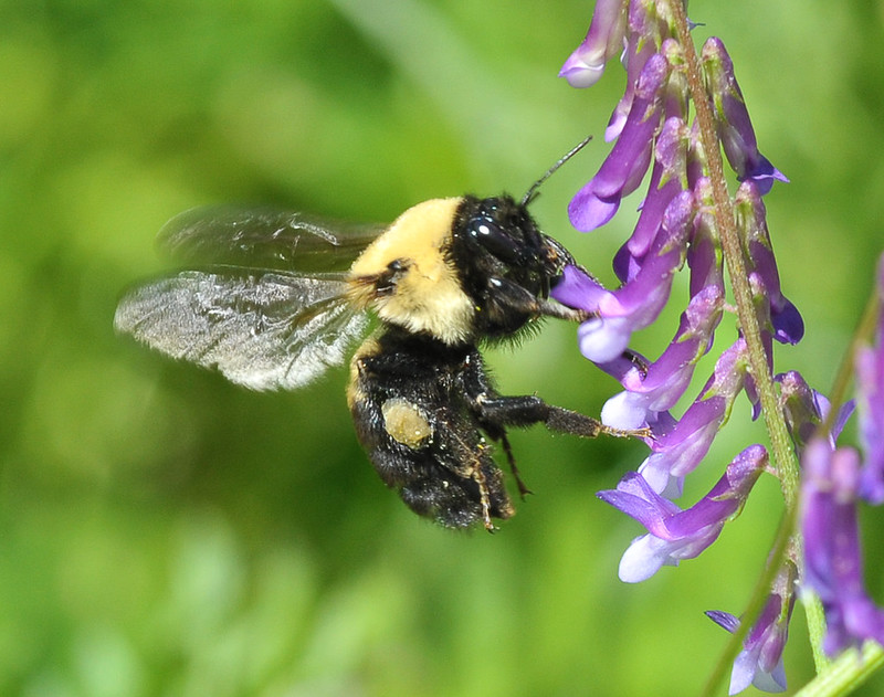 bumblebee feeding on a vetch flower