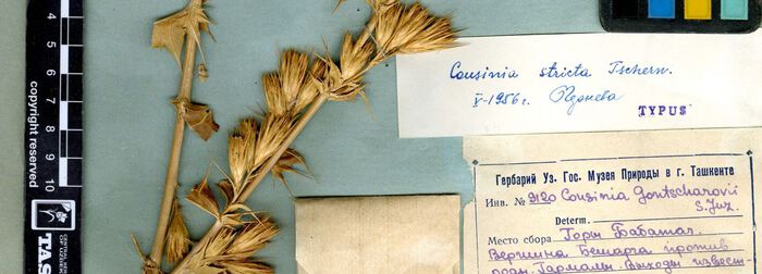 Herbarium specimen