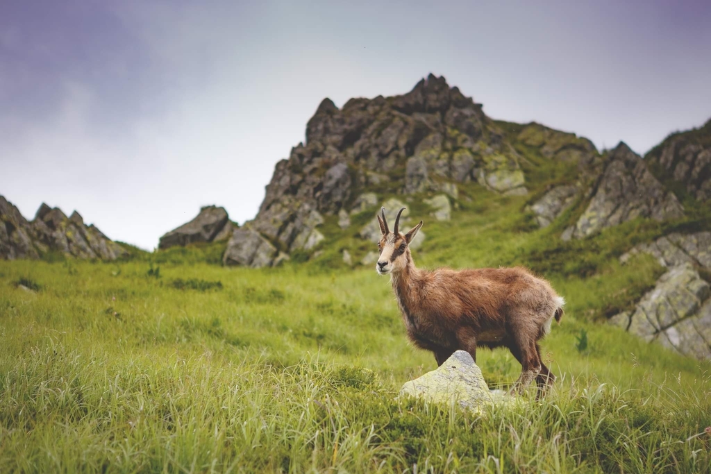 Tatra chamois