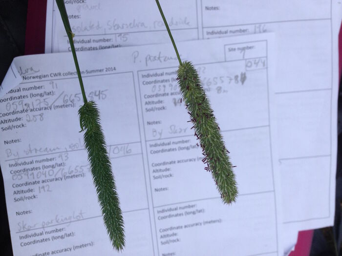 Illustration photo of Phleum pratense