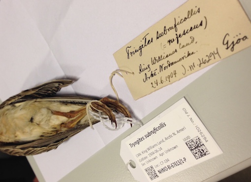 bird skin