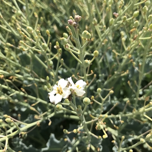 Sea kale