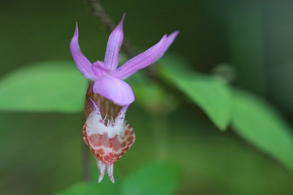 calypso-orchid-calypso-bulbosa-cc-by-j-brew